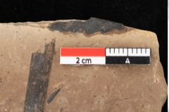 Foto (Detailansicht) von Sparganium acheronticum Unger (NHMW-GEO-2024-0188-0436)